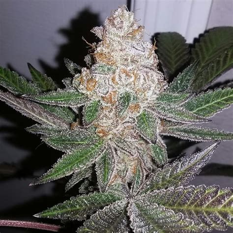 Her effects can leave you with bouts of laughter and feeling a bit like a social butterfly. . Sherb ninja strain